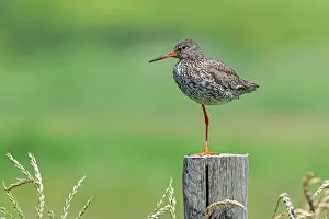 Netherlands Prints: Common redshank (Tringa totanus) in breeding plumage perched on one leg on a wooden fence pole