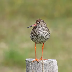 Shanks Prints: Common redshank (Tringa totanus) perched on wooden post, Germany. June