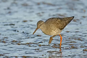 Images Dated 10th March 2011: Common redshank (Tringa totanus) in winter plumage, feeding on mudflats, The Wash