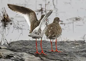 Sandpiper Prints: Common redshanks (Tringa totanus) pair
