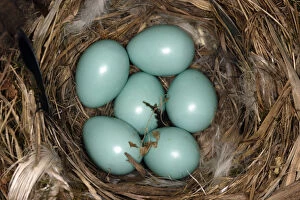 Animal Eggs Gallery: Common redstart (Phoenicurus phoenicurus) nest with six eggs, Alsace, France