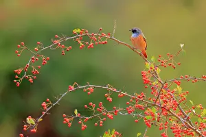 Fruit Prints: Common redstart (Phoenicurus phoenicurus) male