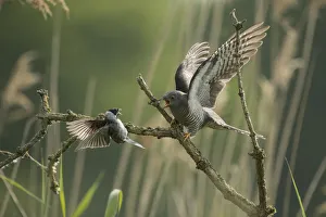 Saxony Prints: Common reed bunting (Emberiza schoeniclus) attacking Common cuckoo (Cuculus canorus)