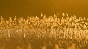 Images Dated 31st May 2009: Common reed (Phragmites australis) backlit in evening light, Lithuania, May 2009