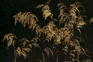 Common reed (Phragmites australis) in morning light, Wicken Fen, Cambridgeshire, UK, May