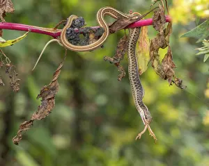 Reptile Prints: Common ribbon snake (Thamnophis saurita) hanging from a branch