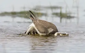 True Plover Prints: Common ringed plover (Charadrius hiaticula) juvenile bathing, Finland, August