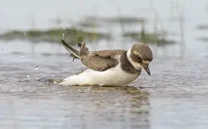 True Plover Prints: Common ringed plover (Charadrius hiaticula) juvenile bathing, Finland, August