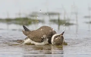 True Plover Prints: Common ringed plover (Charadrius hiaticula) juvenile bathing, Finland, August