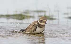 True Plover Prints: Common ringed plover (Charadrius hiaticula) juvenile bathing, Finland, August