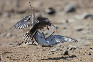 True Plover Prints: Two Common ringed plovers (Charadrius hiaticula) fighting on beach, Finland, June