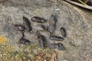Marsupialia Prints: Common ringtail possum (Pseudocheirus peregrinus)
scat, Tasmania, Australia
