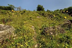 Somerset Prints: Common rock-rose (Helianthemum nummularium) and Spotted hawkweed (Hieracium maculatum)