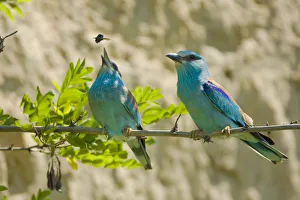 Bulgaria Prints: Common roller (Coracias garrulus) female feeding on its courtship gift, Bulgaria