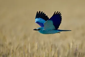 Images Dated 16th June 2008: Common roller (Coracias garrulus) in flight, Bulgaria, May 2008