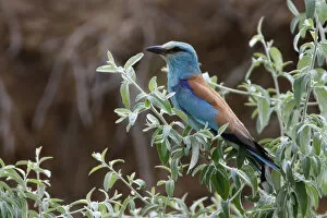 Images Dated 16th July 2009: Common roller (Coracias garrulus) perched in a bush, Bagerova Steppe, Kerch Peninsula