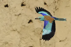 Wetlands Prints: Common roller (Coriacias garrulus) in flight with nesting colony behind, Danube delta