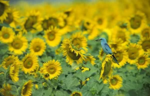 Germany Gallery: Common Roller in a field of Sunflowers. (Coracias garrulus) Germany