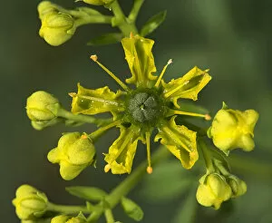 Common rue (Ruta graveolens) flower. Cultivated in herb garden, Surrey, England, UK