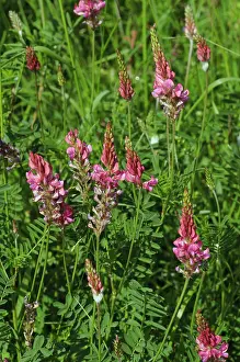 Legume Prints: Common sainfoin (Onobrychis viciifolia) in flower