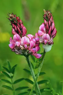 Legume Prints: Common sainfoin (Onobrychis viciifolia) in flower