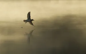 Common sandpiper (Actitis hypoleucos) adult in flight over misty loch at dawn