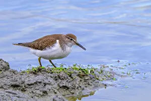 Netherlands Prints: Common sandpiper (Actitis hypoleucos) foraging for invertebrates along muddy pond shore in wetland