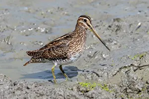 Netherlands Prints: Common sandpiper (Actitis hypoleucos) foraging for invertebrates in muddy shore in wetland