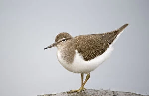 Images Dated 16th September 2008: Common Sandpiper (Actitis hypoleucos) on rock, Elbe Biosphere Reserve, Lower Saxony
