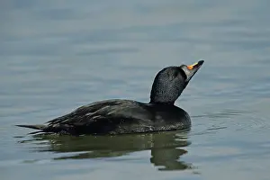 Denmark Prints: Common scoter {Melanitta nigra} male, on water, Denmark. April