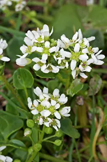 Mustard Prints: Common scurvygrass (Cochlearia officinalis) in flower, Bryher, Isles of Scilly, UK. May
