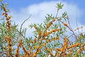 Berry Prints: Common sea buckthorn (Hippophae rhamnoides) berries, North Sea coast, Belgium. August