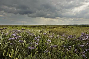 Images Dated 10th July 2011: Common sea lavender (Limonium vulgare), Abbotts Hall Farm Nature Reserve, Essex, England