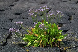 Limonium Prints: Common sea-lavender (Limonium vulgare) in flower on dike along the North Sea coast