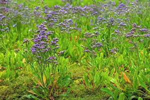 Limonium Prints: Common sea-lavender (Limonium vulgare) in flower in saltmarsh along the North Sea coast in summer