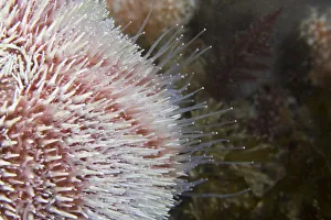 North Atlantic Prints: Common Sea Urchin (Echinus esculentus) close up to show hydraulic tube feet