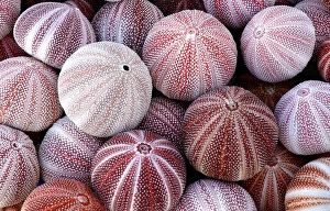 Common Sea urchin shells (Echinus esculentus)Cornwall, UK