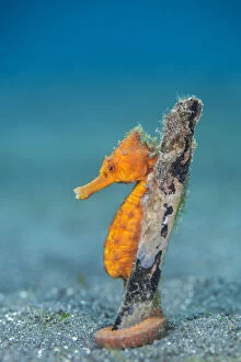 Common seahorse (Hippocampus kuda) female wrapping her prehensile tail around piece of
