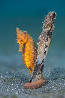 Common seahorse (Hippocampus kuda) female gripping onto a piece of waterlogged wood