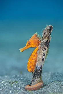 Common seahorse (Hippocampus kuda) female wrapping her prehensile tail around piece of