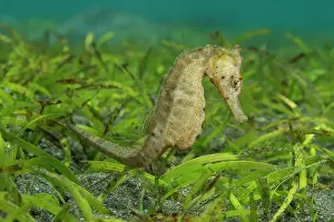 Seagrass Prints: Common seahorse (Hippocampus taeniopterus) foraging in sea grass for small crustaceans and tiny fish to eat