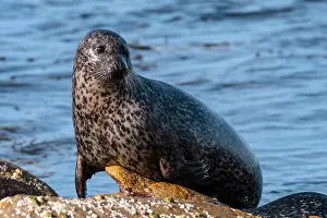 Spotted Prints: Common seal (Phoca vitulina) portrait, Mainland, Shetland, Scotland, UK. June