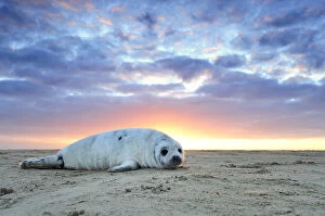 Common seal (Phoca vitulina) pup hauled out on a beach at sunrise, Donna Nook Lincolnshire