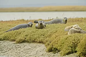 2020VISION 1 Gallery: Common seals (Phoca vitulina) hauled out on saltmarsh, Wallasea Wild Coast Project