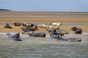 Common Seals (Phoca vitulina) hauled out on sand bank at Blakeney Point, Norfolk, England
