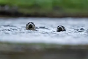 Humorous Prints: Two Common seals (Phoca vitulina) peeking out of the sea