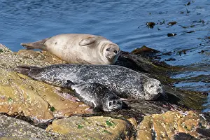 Shetland Prints: Two Common seals (Phoca vitulina) with a pup