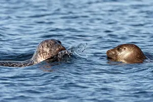 Shetland Prints: Two Common seals (Phoca vitulina) in water, Mainland, Shetland, Scotland, UK. June