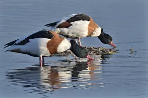Common shelduck pair (Tadorna tadorna) standing and drinking in the margins of a shallow