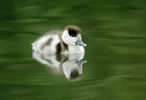 Babies Gallery: Common shelduck (Tadorna tadorna) duckling on water, Slimbridge, Gloucestershire, UK, June